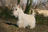 SCOTTISH TERRIER 009